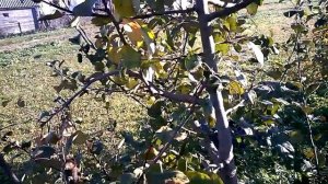 Яблоня сорт АЛЕСЯ в моем саду. Белорусский гибрид!