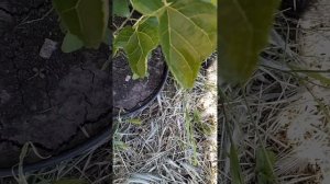 Обзор шелковицы Пакистанские, Шахтут, Альба, Марварид, Джерарди, Шангрила, Гималайская на 08.06.202