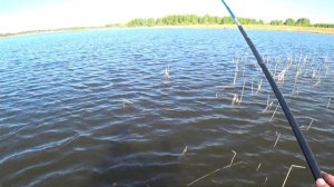 Ловля карася с лодки в камышах#карасьнаудочку2023#озеро#поплавок#летняярыбалка