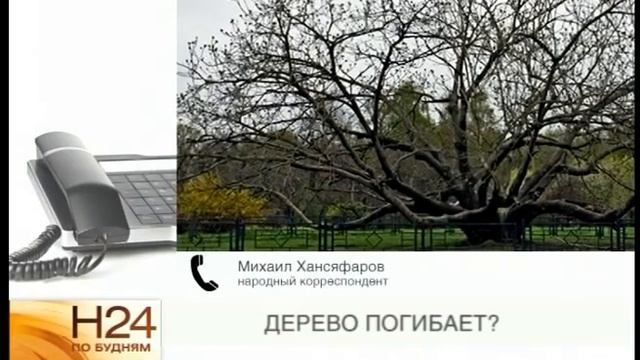 Народный корреспондент: погибает дерево? смотреть онлайн