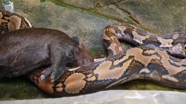 Anaconda vs Python: Who is the Most Fearsome Snake Monster? смотреть онлайн