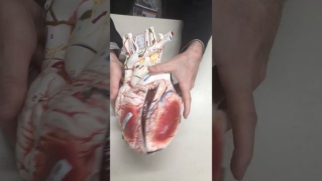 White Heart - Blood Vessels and Flow with Dr. Masi смотреть онлайн