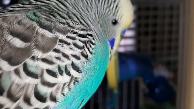 MUHABBET KUŞLARI İÇİN EVDEKİ TEHLİKELER | Muhabbet Kuşu Bakımı смотреть онлайн