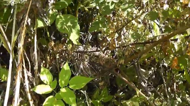 Какой был июнь на усадьбе в деревне ЗАКАТОВО. смотреть онлайн