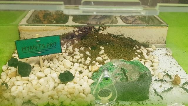 Harpegnathos venator (Венаторы), частые вопросы, содержание, формикарий смотреть онлайн