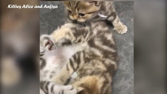 МИЛЫЕ новорожденные КОТЯТА Угадайте – где наша Анфиса смотреть онлайн
