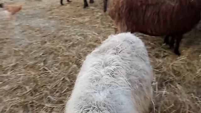 В мире животных. Кормим барашек и кур. Бывают ли черные петухи? - вот в чём вопрос ? /Хуторок у Рек смотреть онлайн