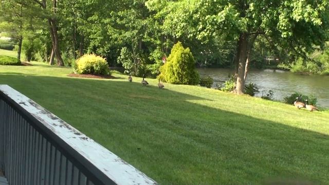 00228 Дикие гуси