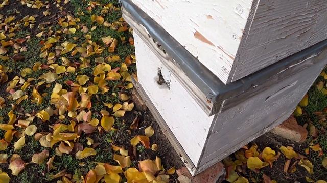 Три лучших улья по мнению пчеловодов. Рейтинг ульев ТОП-10. смотреть онлайн