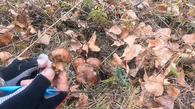 Шок!!! Огромные гряды с морозиками в октябре месяце!!! смотреть онлайн