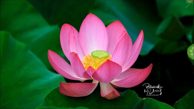 Sacred Lotus image(연꽃이미지) смотреть онлайн