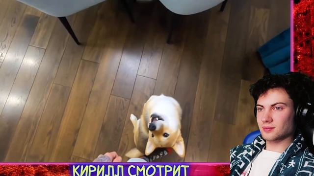 ЭДИСОН ПЕРЕЦ МОЯ СОБАКА ВПЕРВЫЕ УЧИТ КОМАНДЫ! РЕАКЦИЯ НА ЭДИСОНА ПТС ВЛОГ С МАРТИ смотреть онлайн