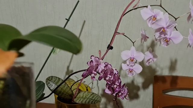 закрытая система. Одинаковая посадка+разные условия= разный результат. смотреть онлайн