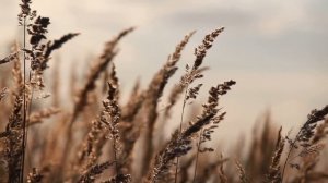 О, весна без конца и без краю… А  Блок