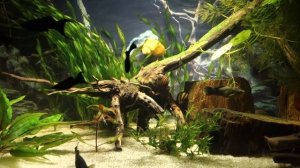 Икра улиток в аквариуме. Ампулярии