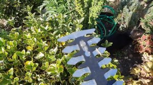 Стригу кусты! Купила аккумуляторный  кусторез!