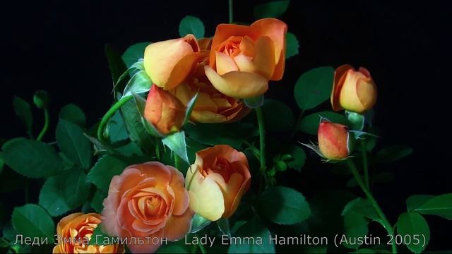 Как распускается роза Леди Эмма Гамильтон - Lady Emma Hamilton (Austin 2005) смотреть онлайн