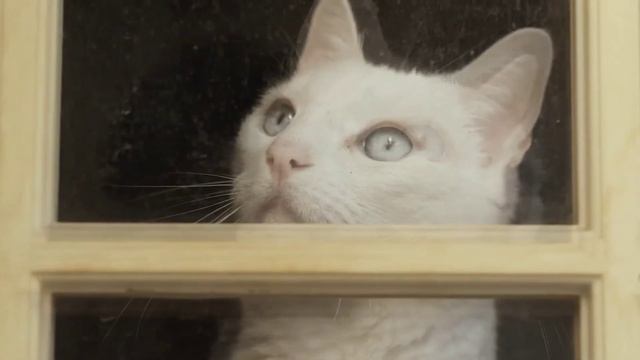 Кошка смотрит в окно! В ожидании чуда! смотреть онлайн