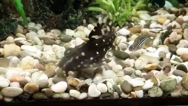 Звёздчатый агамикс. сом смотреть онлайн