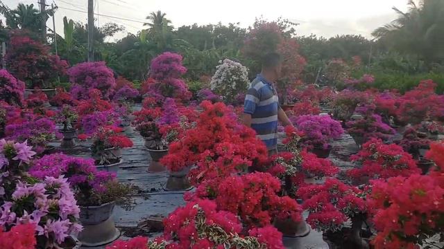 Beautiful bougainvillea garden in Vietnam (vườn hoa giấy quá đỉnh) смотреть онлайн