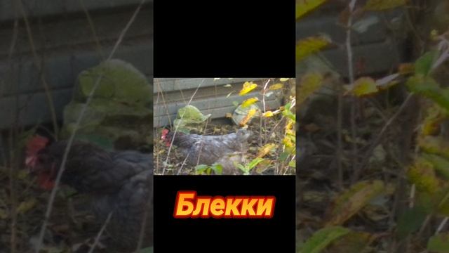 ОБЗОР МОИХ КУР! ФОТО КУР ЧАСТЬ 4! смотреть онлайн