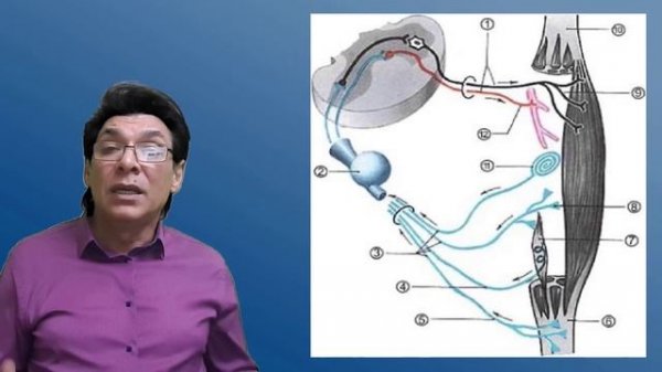 Соматосенсорная система. Сенсорные системы. Анализаторы