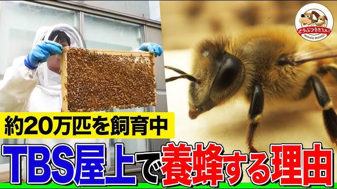 養蜂家に密着！黄金ハチミツ採取！西洋ミツバチの飼育と分蜂も分かりやすく解説！点検、王台、巣箱のお世話など1日のルーティン作業を大公開！【道の駅】