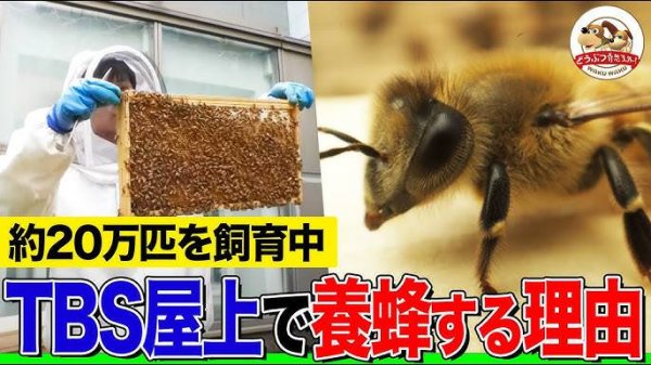 養蜂家に密着！黄金ハチミツ採取！西洋ミツバチの飼育と分蜂も分かりやすく解説！点検、王台、巣箱のお世話など1日のルーティン作業を大公開！【道の駅】