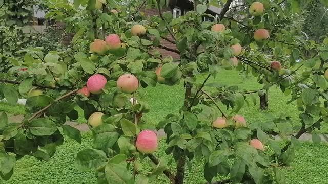 яблоня Мельба в плодах 11.08.2021