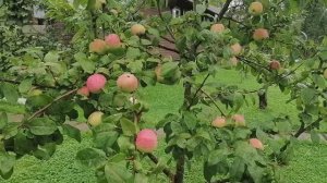 яблоня Мельба в плодах 11.08.2021