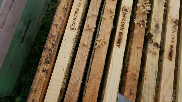 Отстроил вощину - потерял мёд? смотреть онлайн