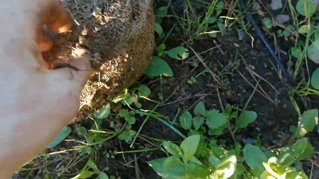 кто то ест карасей в пруду смотреть онлайн