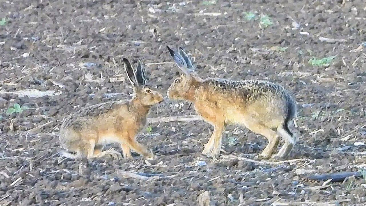 Одноглазый заяц пристает к молодым... смотреть онлайн