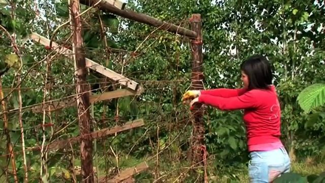 AHDB Horticulture - Safety on Soft Fruit Farms - Russian смотреть онлайн