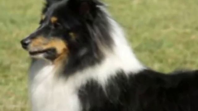 топ 10 самых умных собак смотреть онлайн