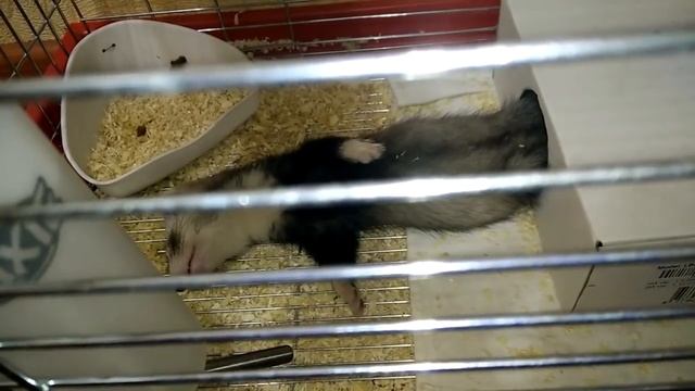 спящий хорек смотреть онлайн