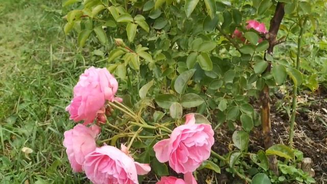 Мой розарий в середине июля 2023 г. Нашествие тли. Второй волне быть! смотреть онлайн