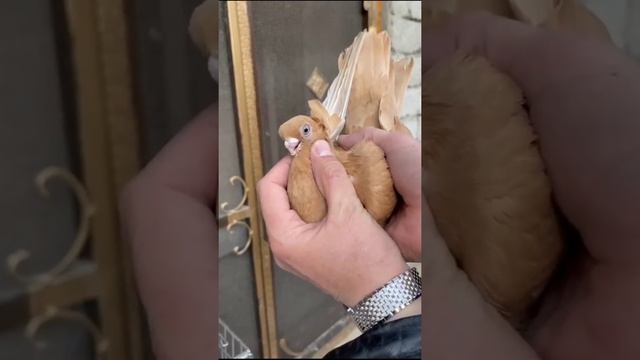 Обзор красивых и дорогих голубей. Жук. Красный. Желтый. Гульбадам. Двухчубые голуби. Tauben. Pigeon смотреть онлайн
