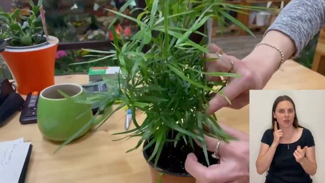 Аспарагус Фалькатус { СУРДОПЕРЕВОД } или серповидный аспарагус | Как ухаживать за этим красавчиком смотреть онлайн