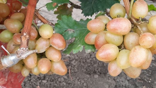 НОВИНКА!!! ГФ Винограда ПИНГ ПОНГ (Калугин В.М.). 15.09.2023г. смотреть онлайн