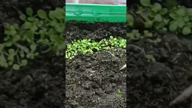 Пикировка платикодона и томатов. Полное видео на канале. #влог, #всесамисвоимируками. смотреть онлайн