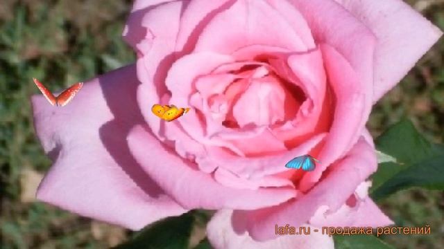 Роза чайно-гибридная Эйфель Тауэр (effel tower) ? обзор: как сажать, саженцы розы Эйфель Тауэр смотреть онлайн