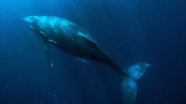 HEALING WHALE SOUND With Meditation Music 432Hz, Raise Positive Vibrations, Cleansing Energy