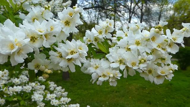 Любимой женщине трогательный музыкальный подарок. смотреть онлайн