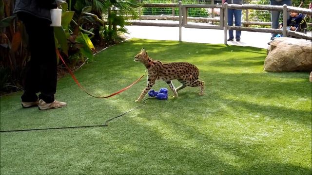 Serval, Leptailurus Serval, San Diego Zoo Safari Park