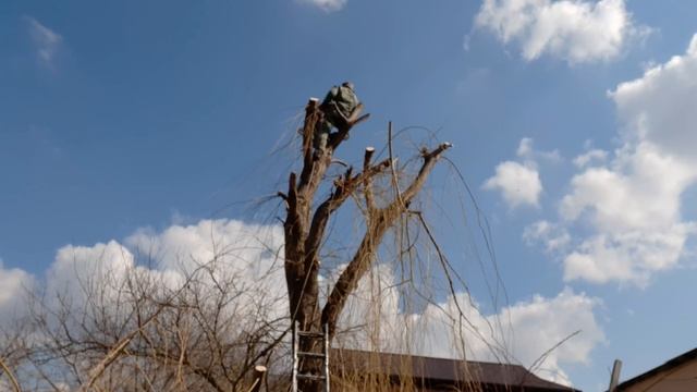 Спил дерева по частям, профисиональным способом! смотреть онлайн