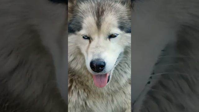 #Удивительно разные глаза #собака смотреть онлайн