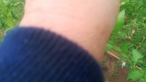 Томат - Гребень розовый