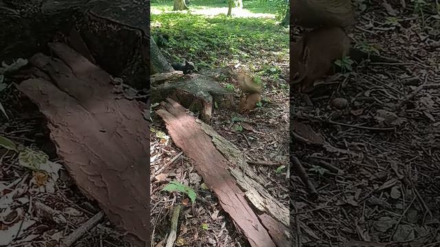 господи они такие милые милые эаэа я просто не могу #животные смотреть онлайн