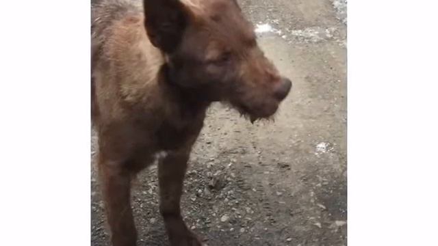 Лучшие друзья человека смотреть онлайн